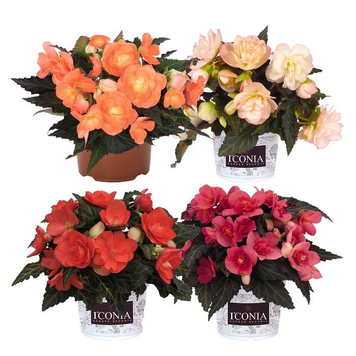 <h4>Begonia Iconia MixKAR</h4>