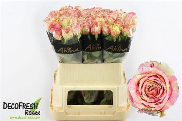 <h4>R GR FIESTA+</h4>