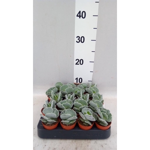 Cotyledon undulata