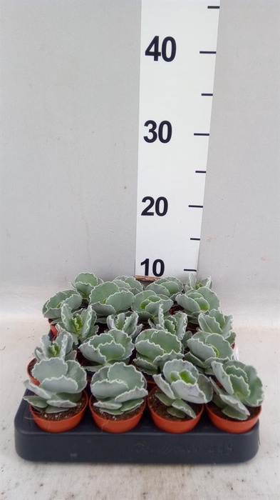 <h4>Cotyledon undulata</h4>