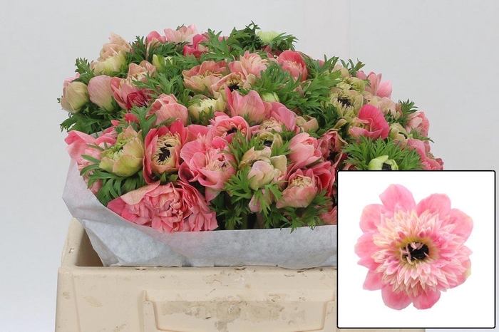 <h4>ANEM CO LEVAN ROSA</h4>