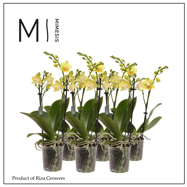 <h4>Mimesis Phal. Yellow - 2 spike 9cm</h4>