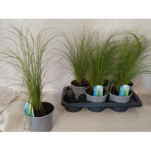 STIPA TENUISSIMA 'COLGRA PONY TAIL'