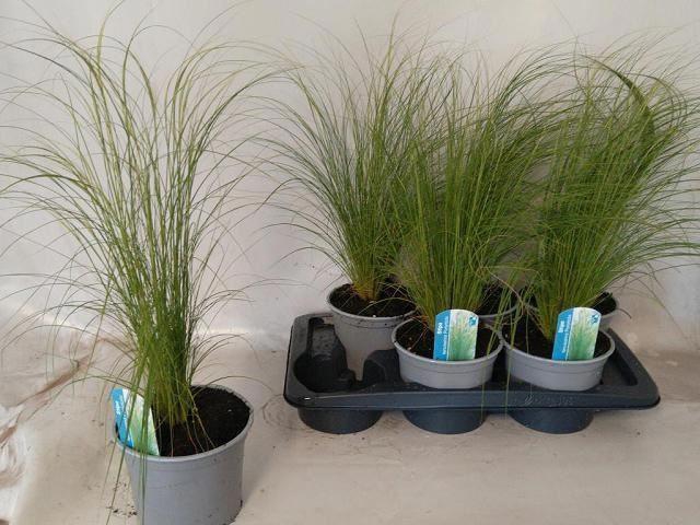 <h4>STIPA TENUISSIMA 'COLGRA PONY TAIL'</h4>