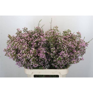 Chamelaucium pirouette