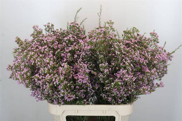 <h4>Chamelaucium pirouette</h4>