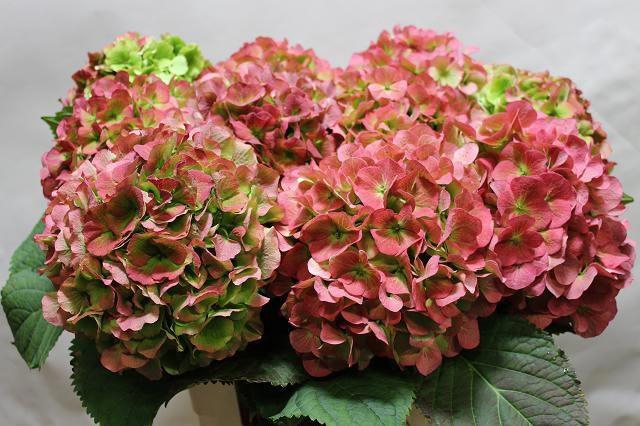 <h4>HYDR M CH VERENA CL</h4>