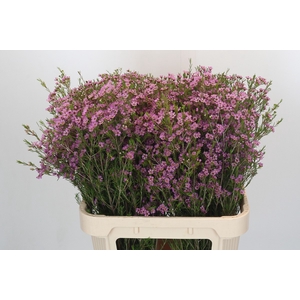 Chamelaucium Michal