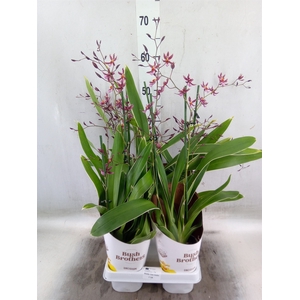 Oncidium   ...