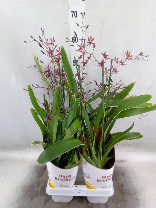 <h4>Oncidium   ...</h4>