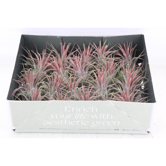 <h4>Arr3 Cp - Till. Ionantha Rood X20</h4>