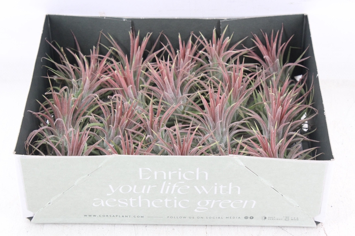 <h4>arr3 CP - Till. Ionantha rood x20</h4>