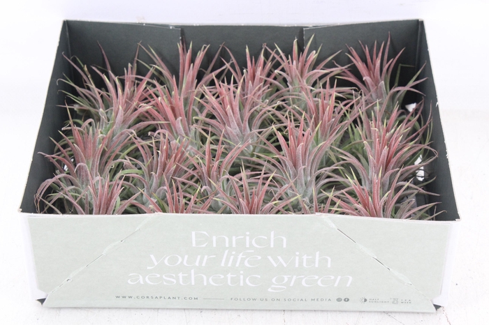 <h4>arr3 CP - Till. Ionantha rood x20</h4>