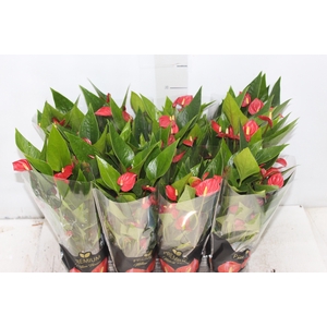ANTHURIUM MINI MILLION FLOWERS P09
