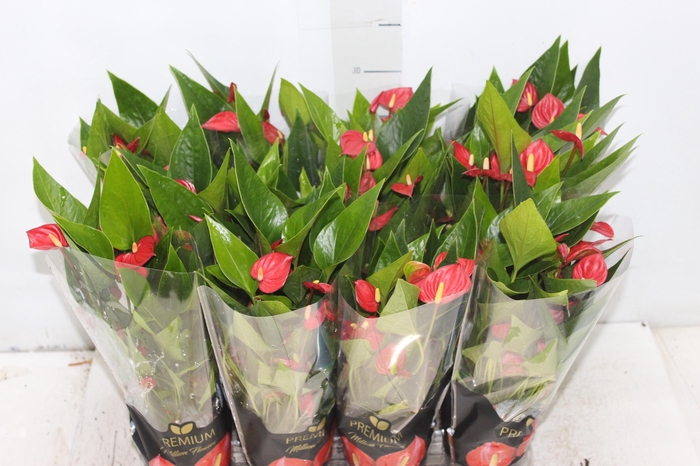 <h4>ANTHURIUM MINI MILLION FLOWERS P09 VERMELHO</h4>