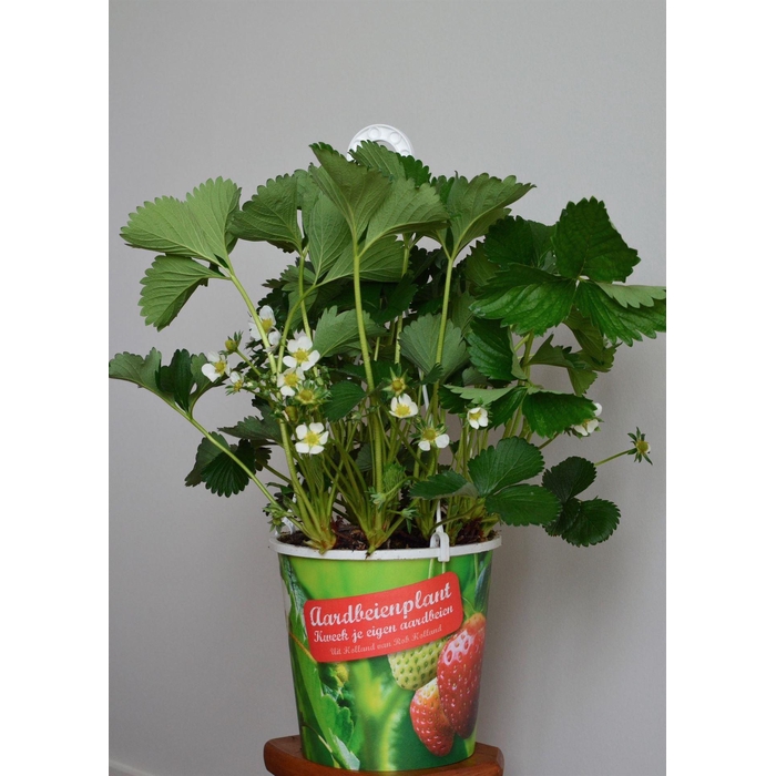 <h4>Fragaria   ...</h4>