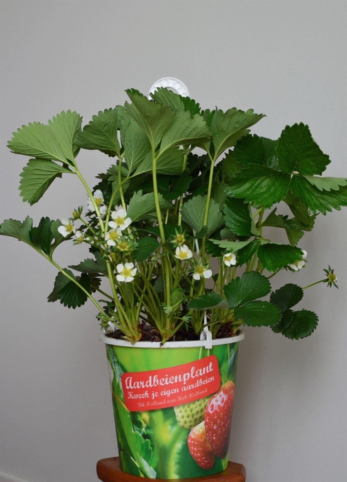 Fragaria   ...