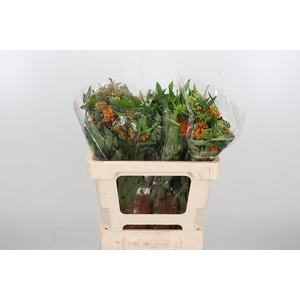 Asclepias Tuberosa