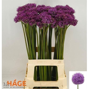 ALLIUM GLADIATOR