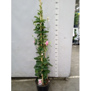 Mandevilla  'Alice du Pont'