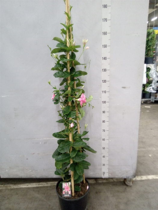 <h4>Mandevilla  'Alice du Pont'</h4>