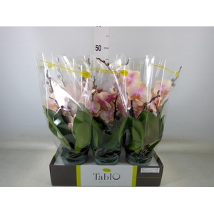 Phalaenopsis   ...yellow