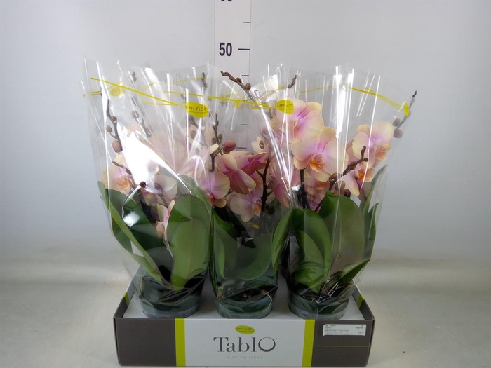 <h4>Phalaenopsis   ...yellow</h4>