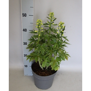 vaste planten 19 cm  Delphinium Delgenius ™ Neva