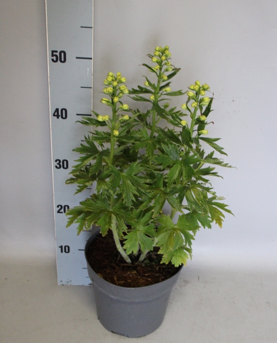 <h4>vaste planten 19 cm  Delphinium Delgenius ™ Neva</h4>