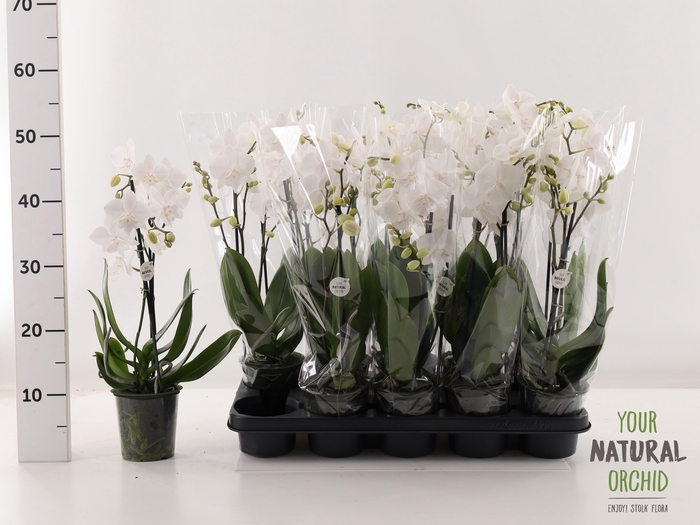 <h4>PHAL MANTA SIMILAN</h4>