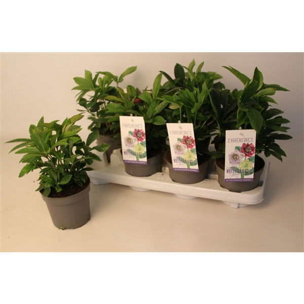 <h4>Helleborus orientalis mix (rauw/knop)</h4>