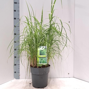 Miscanthus sinensis Zebrinus