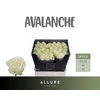 R Gr Avalanche Allure 60cm