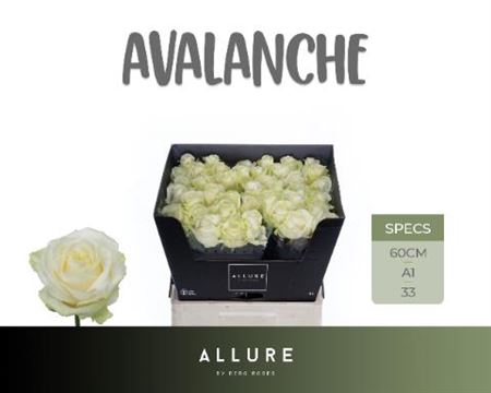<h4>R Gr Avalanche+</h4>