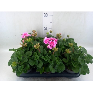 Pelargonium zona.   ...F1