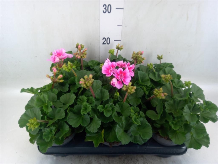 <h4>Pelargonium zona.   ...F1</h4>