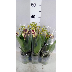 Phalaenopsis multi.   ...yellow