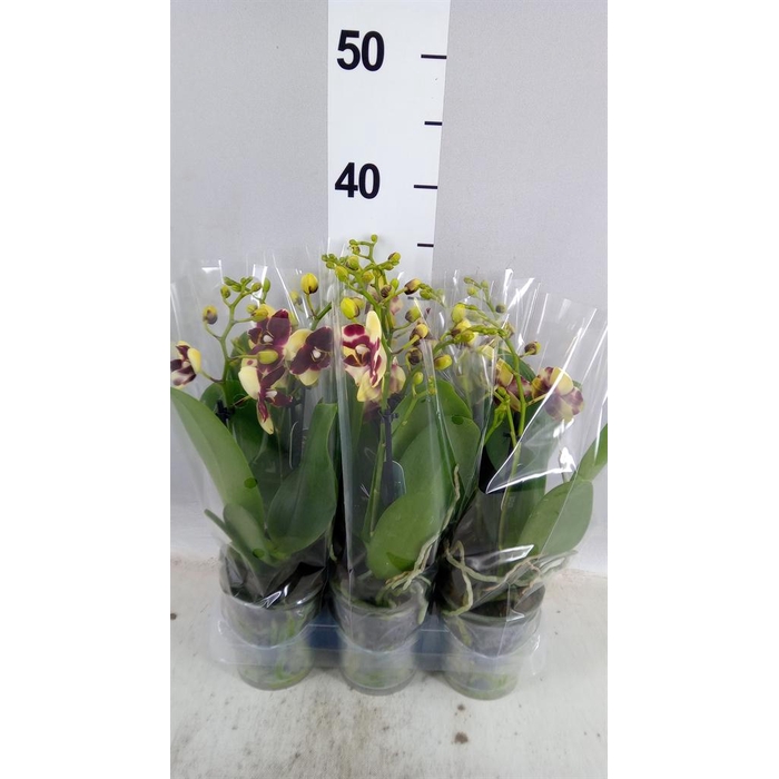<h4>Phalaenopsis multi.   ...yellow</h4>
