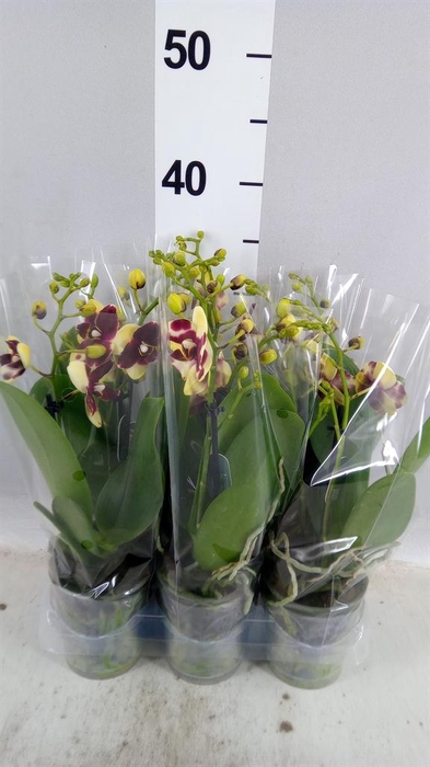 Phalaenopsis multi.   ...yellow