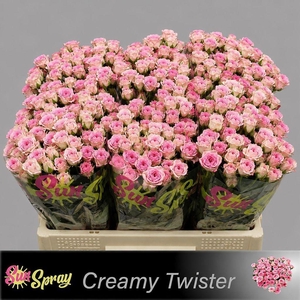 Rosa spray creamy twister