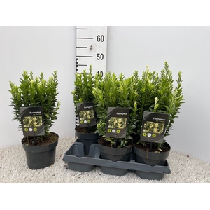 EUONYMUS JAPONICUS