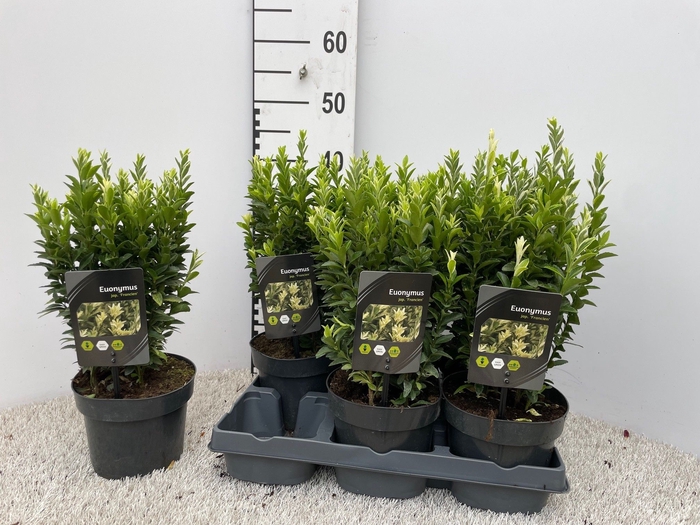 <h4>EUONYMUS JAPONICUS</h4>