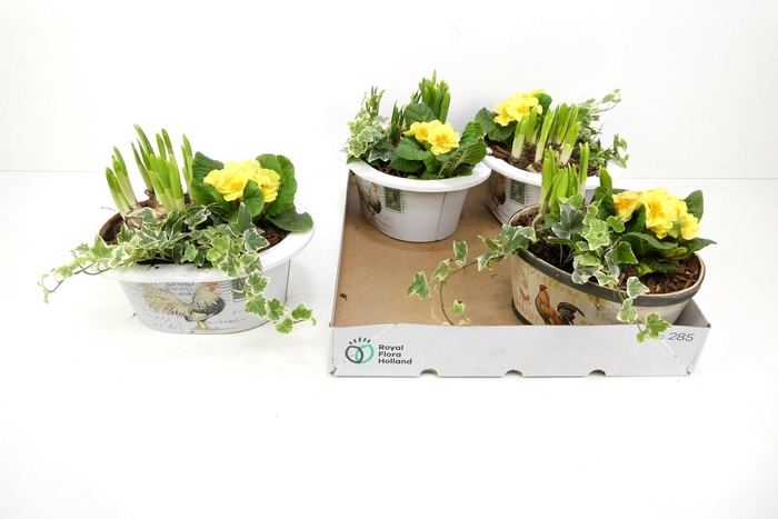 <h4>ARR TUINPLANTEN</h4>