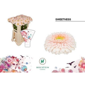 GE MB GERPONI SWEETNESS EMMER HOES