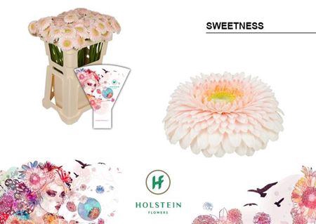 <h4>GE MB GERPONI SWEETNESS EMMER HOES</h4>