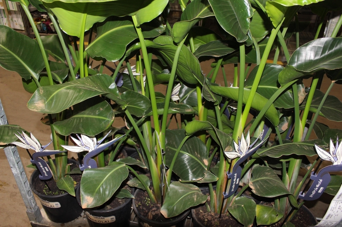 <h4>STRELITZIA NICOLAI P23</h4>