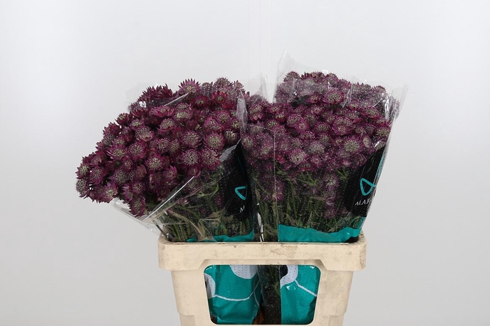 <h4>Astr Star Of Desire</h4>