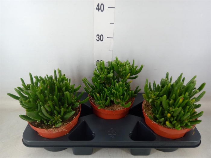 <h4>Crassula   ...mix</h4>