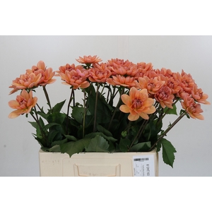 Dahlia Yelno Harmony