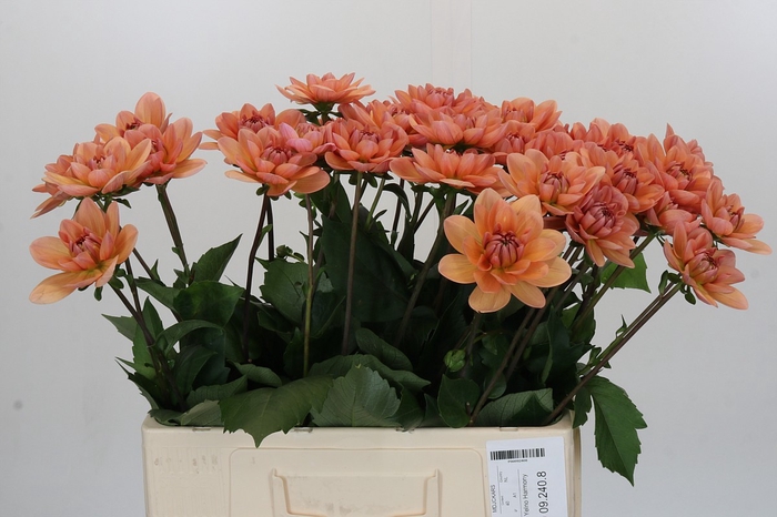 <h4>Dahlia Yelno Harmony</h4>
